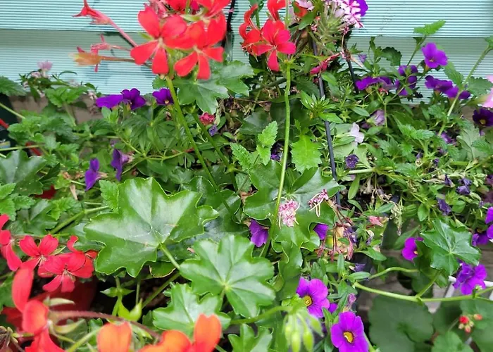 弗兰肯河畔旅馆 美因河畔法兰克福